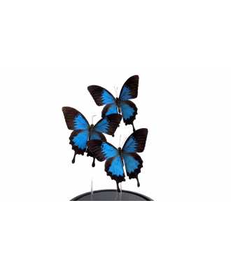 Blue Butterfly Glass Dome Décor 3 —  Decoration Luxury | Maison Imperiale