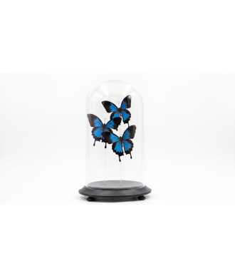 Blue Butterfly Glass Dome Décor 8 —  Decoration Luxury | Maison Imperiale