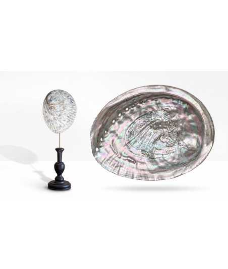 Coquille Abalone Midae Argentée 6 —  Décoration Luxury | Maison Imperiale