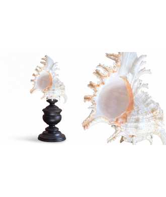 Conchiglia Barocca Bassa Murex Ramosus 8 — Decorazione Luxury | Maison Imperiale