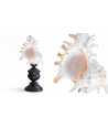 Coquille Baroque Basse Murex Ramosus 8 —  Décoration Luxury | Maison Imperiale