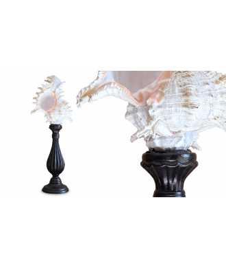 Baroque Tall Murex Ramosus Shell 9 —  Decoration Luxury | Maison Imperiale
