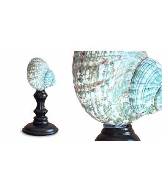 Coquille Turbo Verte du Madagascar 7 —  Décoration Luxury | Maison Imperiale