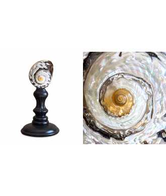 Turbo Sarmaticus Shell 8 —  Decoration Luxury | Maison Imperiale