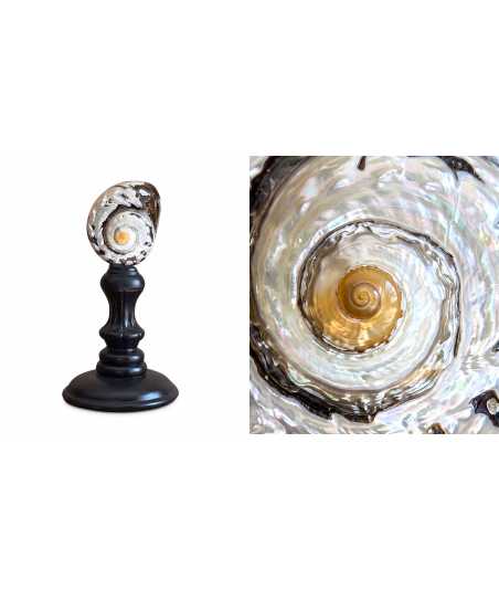 Conchiglia Turbo Sarmaticus 8 — Decorazione Luxury | Maison Imperiale