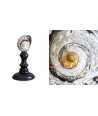 Turbo Sarmaticus Shell 8 —  Decoration Luxury | Maison Imperiale