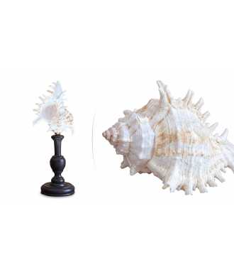 Medium Baroque Murex Ramosus Shell 8 —  Decoration Luxury | Maison Imperiale