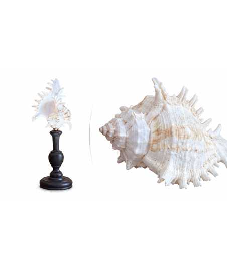 Medium Baroque Murex Ramosus Shell 8 —  Decoration Luxury | Maison Imperiale