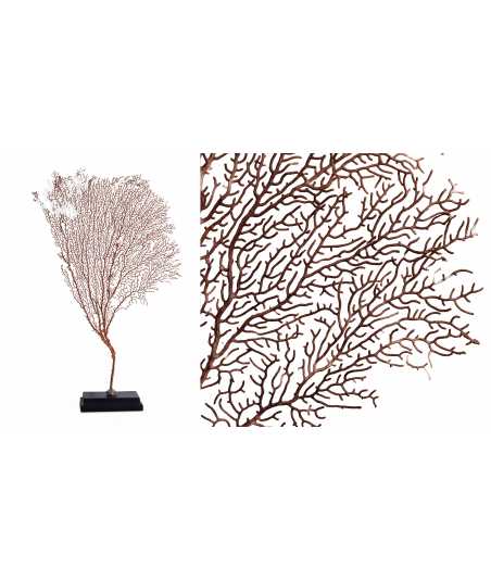 Gorgone Corallo Medio 5 — Decorazione Luxury | Maison Imperiale