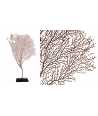 Gorgone Corail Moyen 5 —  Decoration Luxury | Maison Imperiale