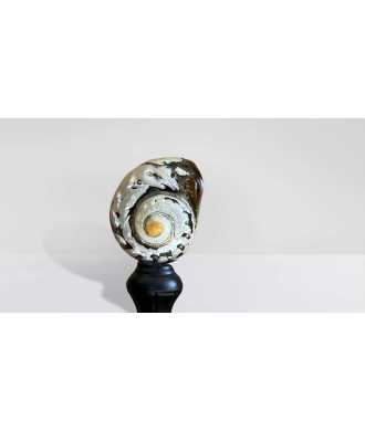Coquille Turbo Sarmaticus 4 —  Décoration Luxury | Maison Imperiale