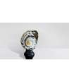 Turbo Sarmaticus Shell 4 —  Decoration Luxury | Maison Imperiale