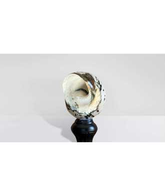 Turbo Sarmaticus Shell 6 —  Decoration Luxury | Maison Imperiale