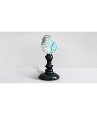 Conchiglia verde Turbo del Madagascar