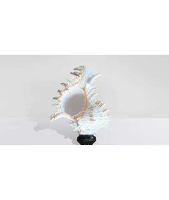 Baroque Tall Murex Ramosus Shell 4 —  Decoration Luxury | Maison Imperiale
