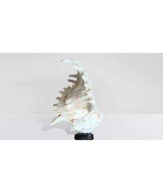 Baroque Tall Murex Ramosus Shell 5 —  Decoration Luxury | Maison Imperiale