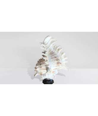 Baroque Tall Murex Ramosus Shell 6 —  Decoration Luxury | Maison Imperiale