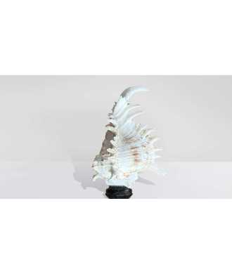 Baroque Tall Murex Ramosus Shell 7 —  Decoration Luxury | Maison Imperiale