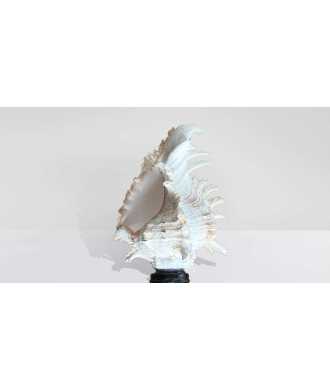 Baroque Tall Murex Ramosus Shell 8 —  Decoration Luxury | Maison Imperiale
