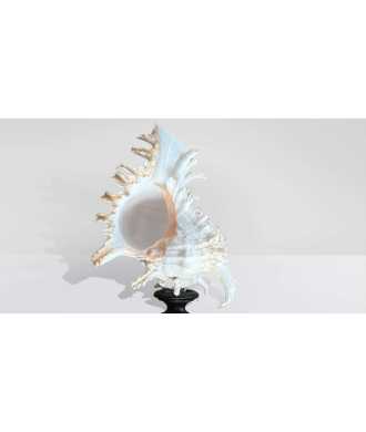 Coquille Baroque Basse Murex Ramosus 4 —  Décoration Luxury | Maison Imperiale