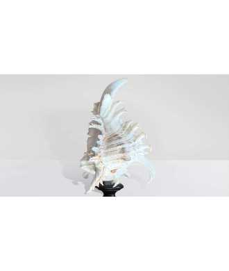 Coquille Baroque Basse Murex Ramosus 5 —  Décoration Luxury | Maison Imperiale