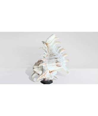 Coquille Baroque Basse Murex Ramosus 6 —  Décoration Luxury | Maison Imperiale