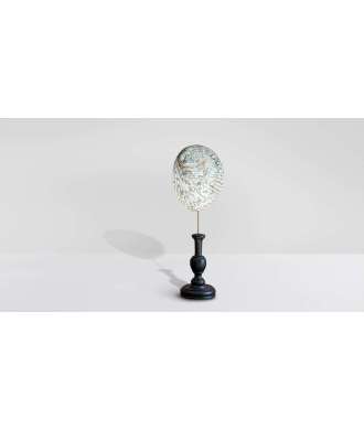 Conchiglia argento Abalone Midae