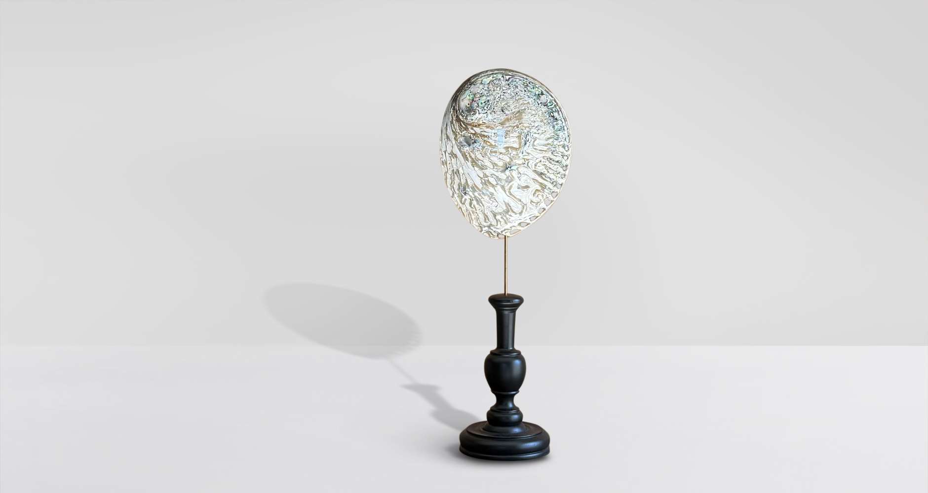 Conchiglia argento Abalone Midae