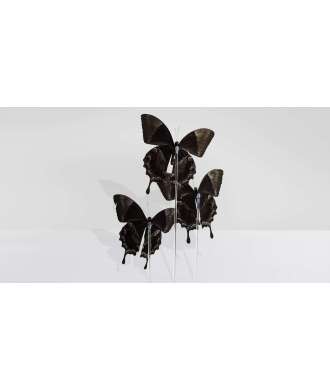 Blue Butterflies with Glass Dome Papilio Ulysses