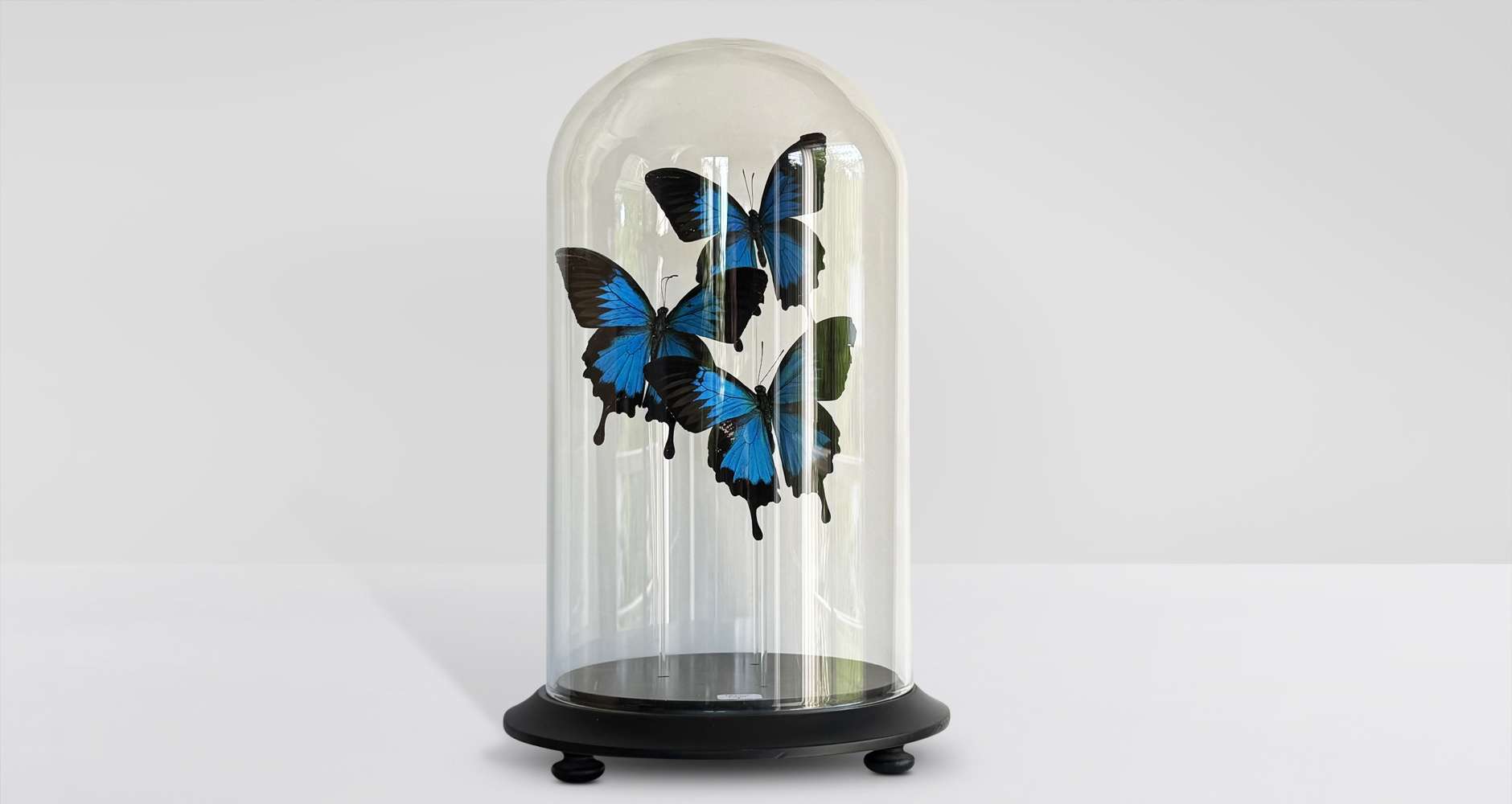 Blue Butterflies with Glass Dome Papilio Ulysses