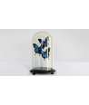 Blue Butterflies with Glass Dome Papilio Ulysses