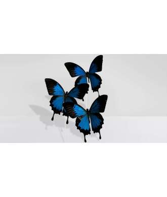 Blue Butterflies with Glass Dome Papilio Ulysses