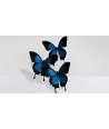 Blue Butterflies with Glass Dome Papilio Ulysses