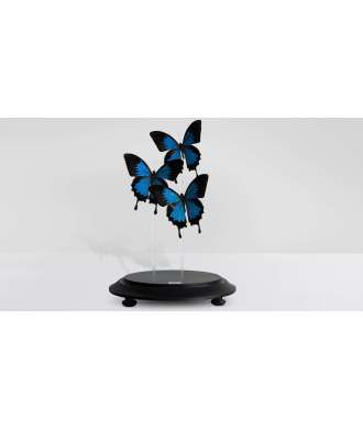 Blue Butterflies with Glass Dome Papilio Ulysses