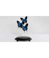 Blue Butterflies with Glass Dome Papilio Ulysses