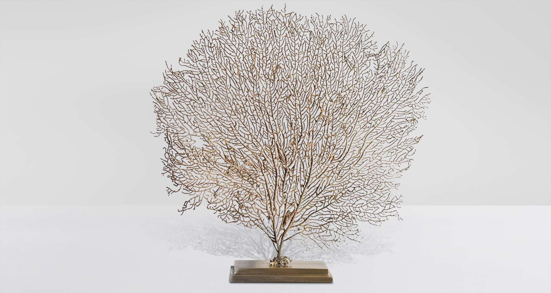 Gorgone ocre du Madagascar