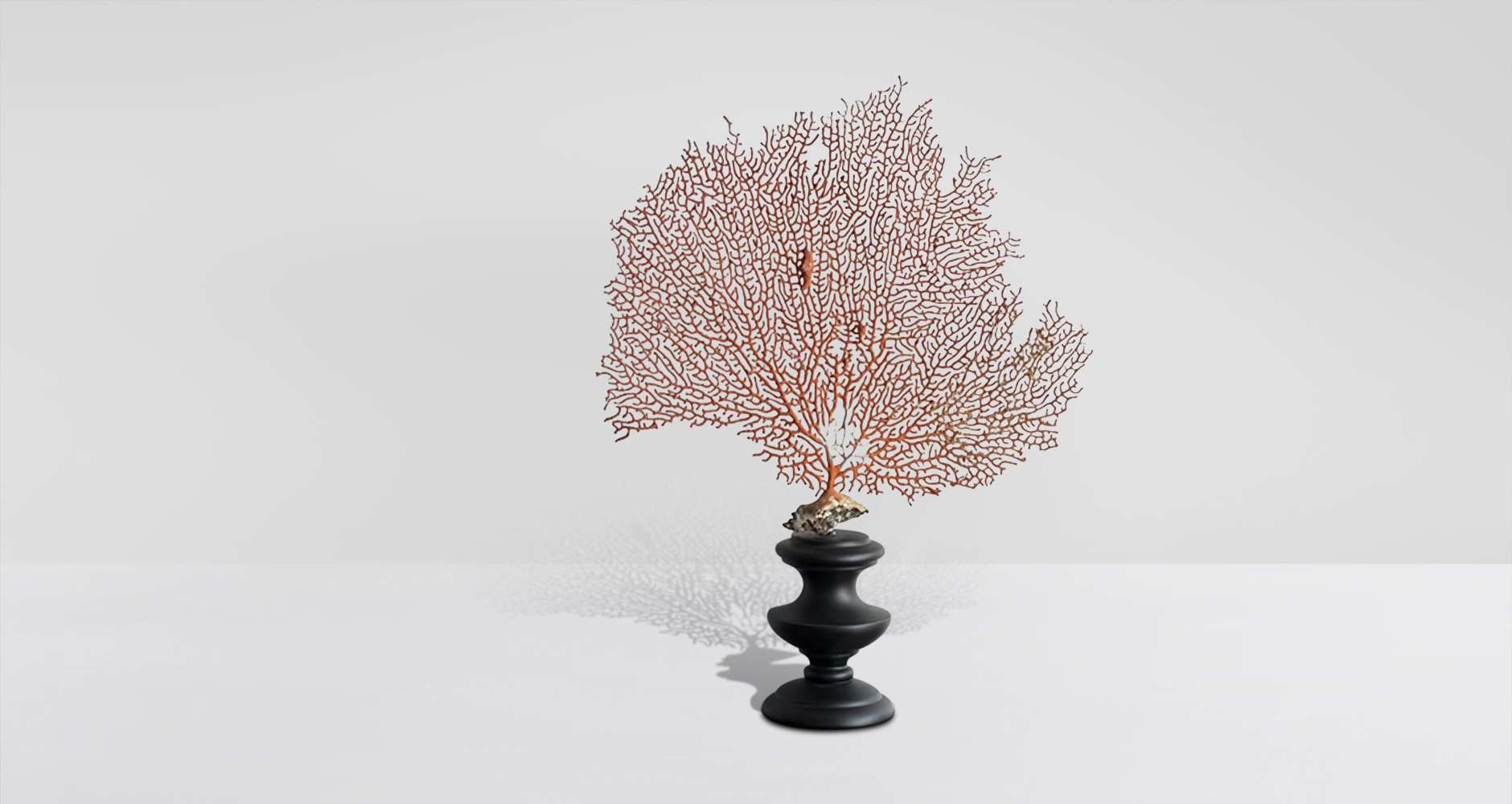 Small coral gorgonian