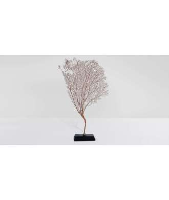 Gorgone corail moyen