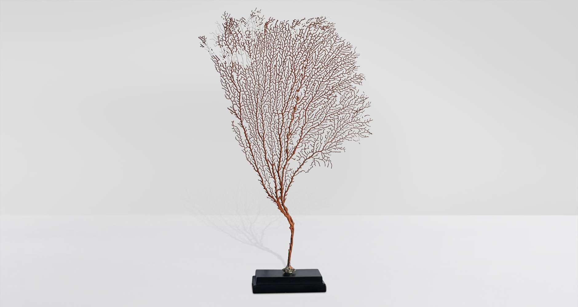 Medium coral gorgonian