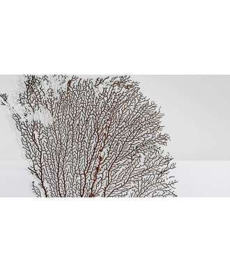 Gorgone corail moyen